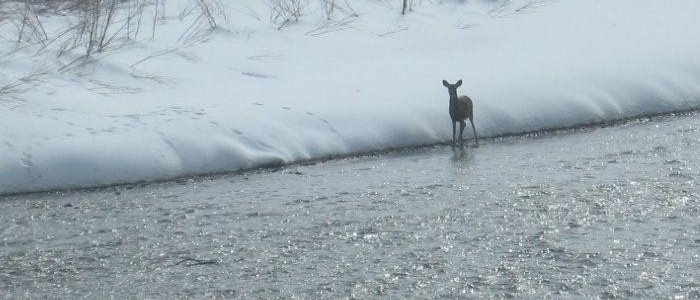 Deer In Salt River